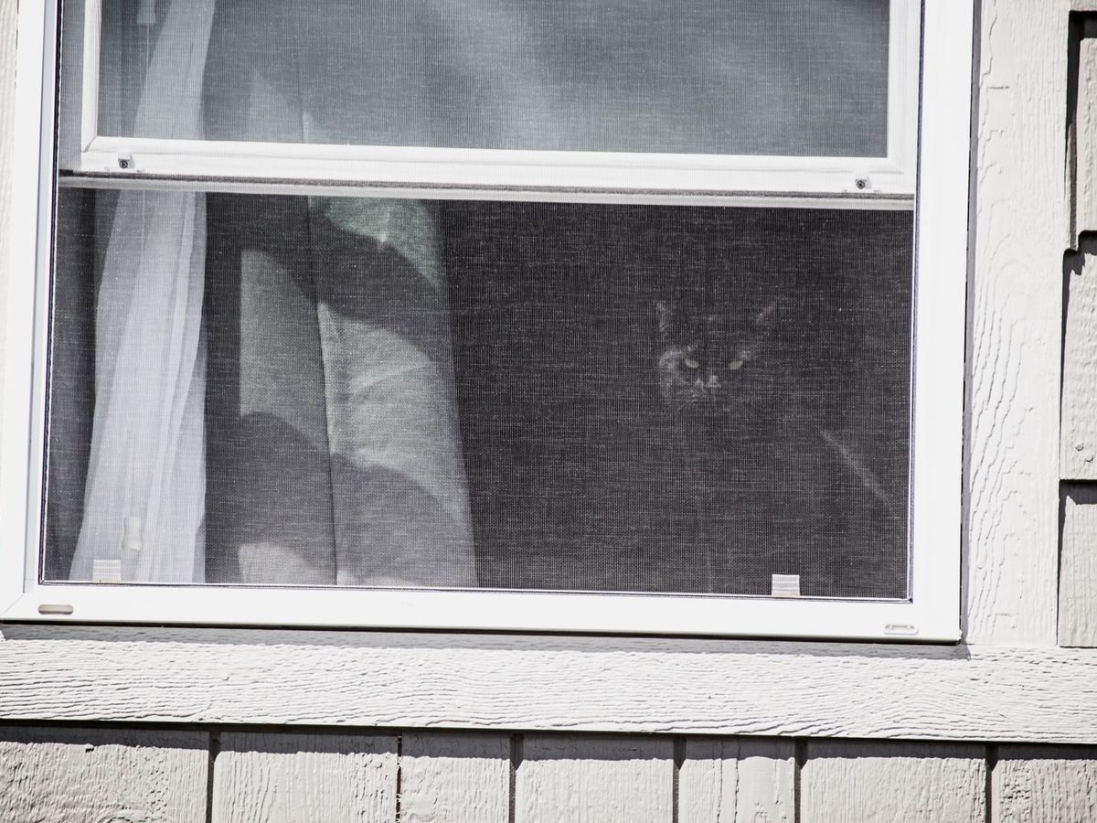 A home window fitted with a fine insect mesh screen.